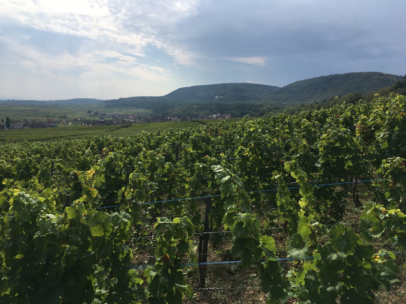 Vignes de Voegtlinshoffen