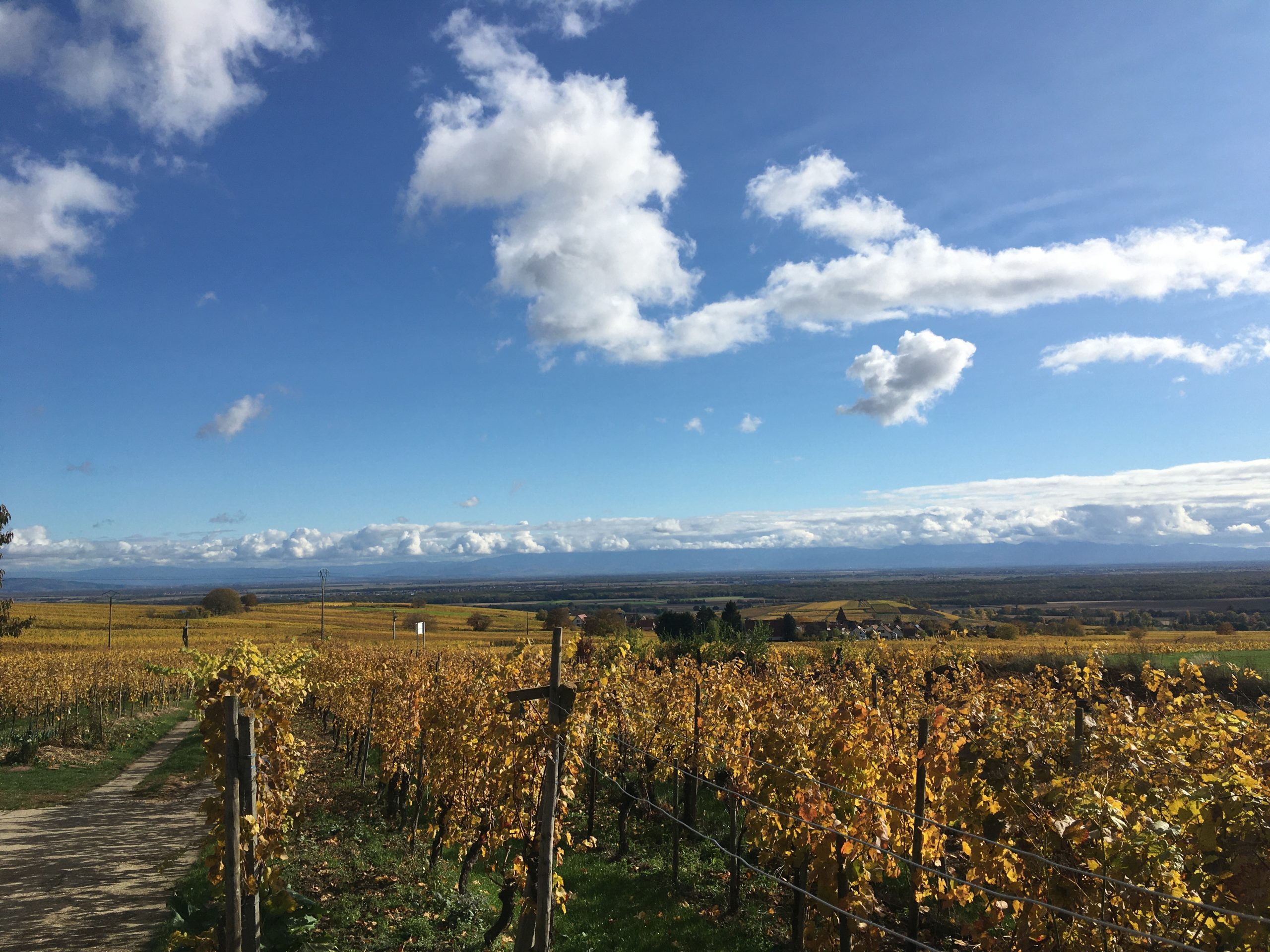 Vignes d’altitude surplombant la plaine d’Alsace