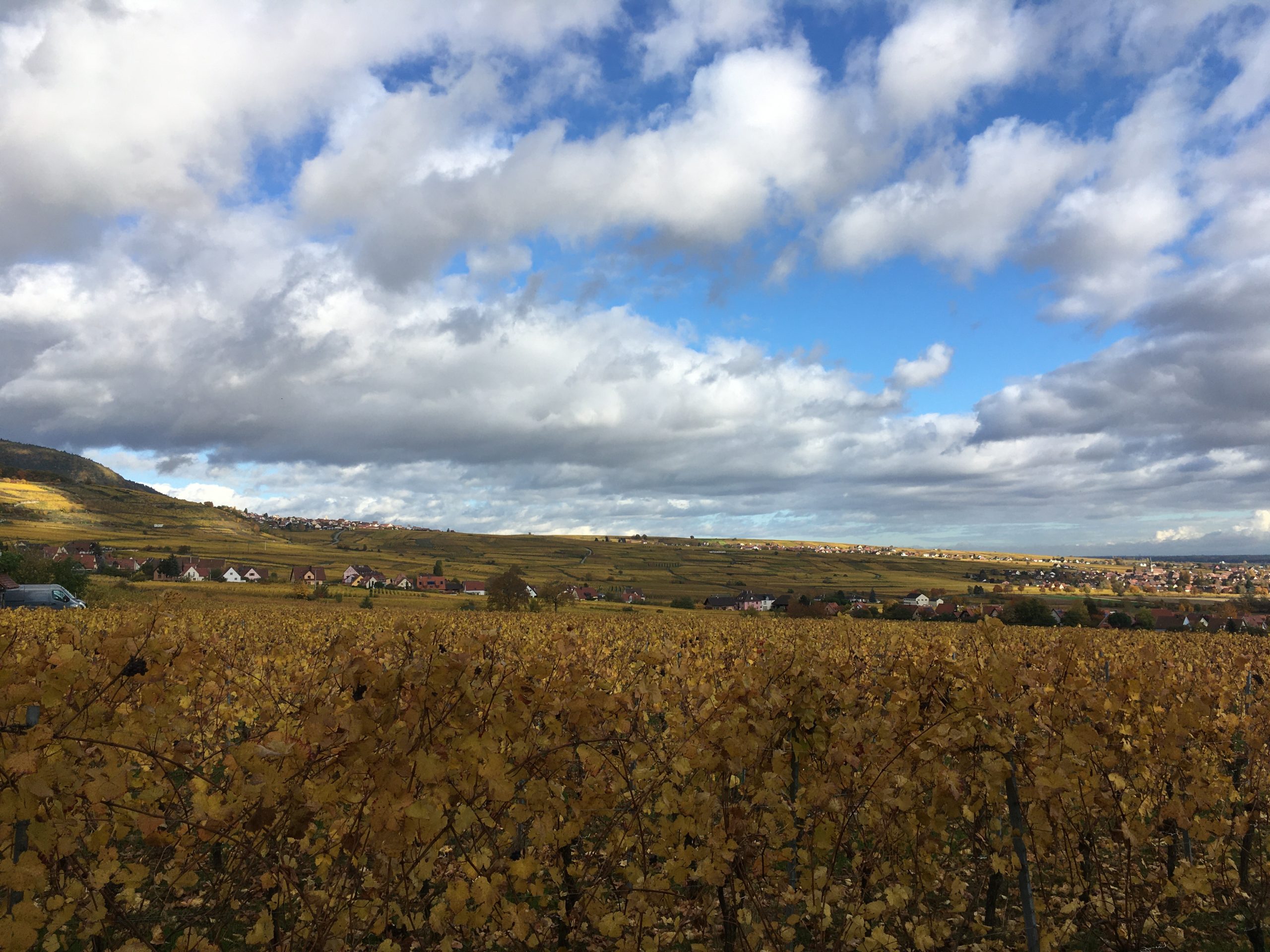 Vignoble de Voegtlinshoffen en automne sous un ciel nuageux
