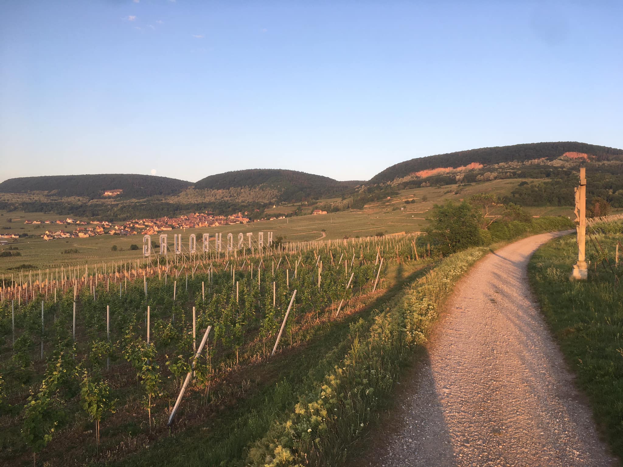 Vignes de Voegtlinshoffen au soleil couchant